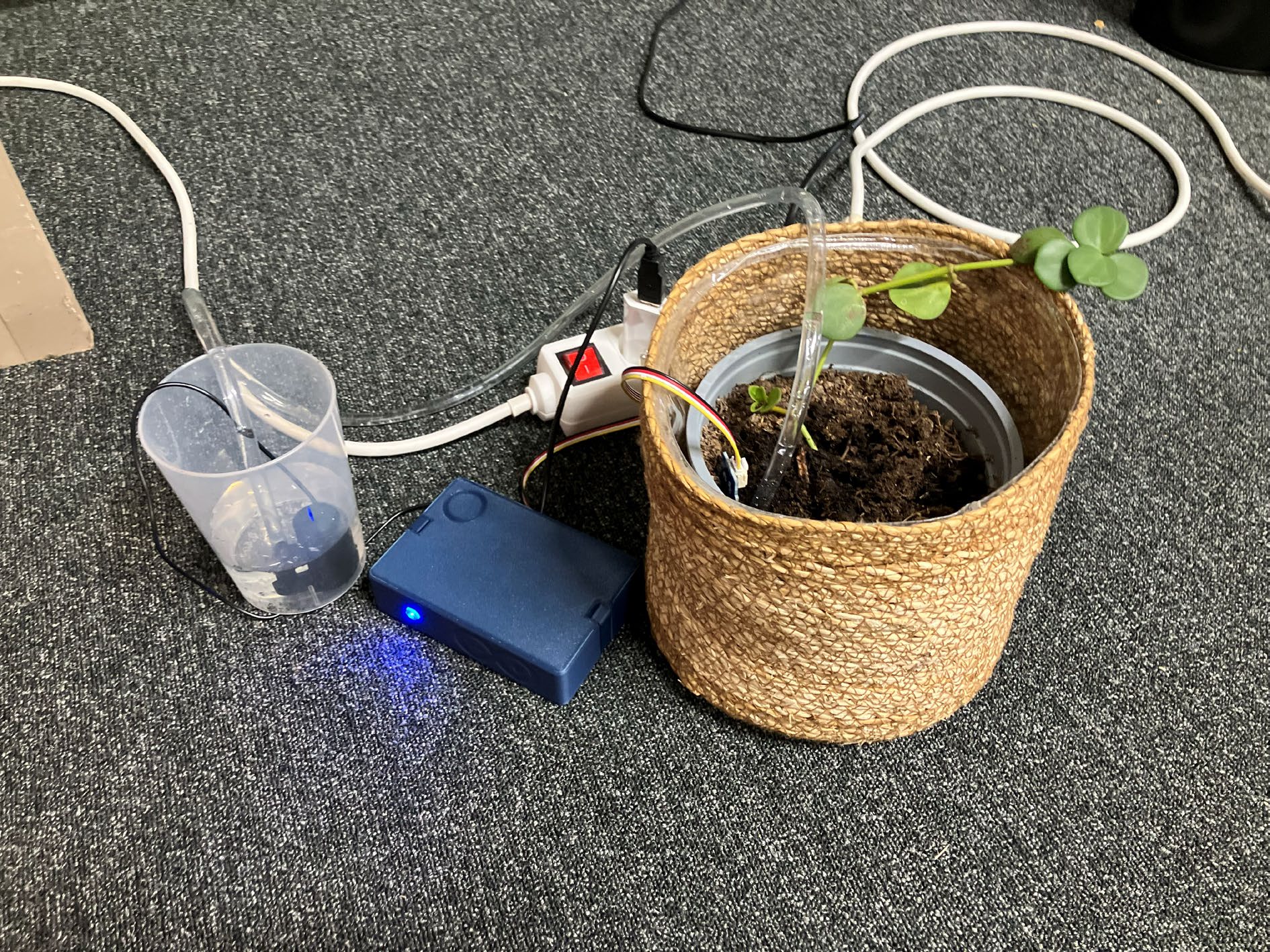 For the STEM course, the students had to build an automated plant watering system with a water container, pump, control box and a potted plant connected by tubing.